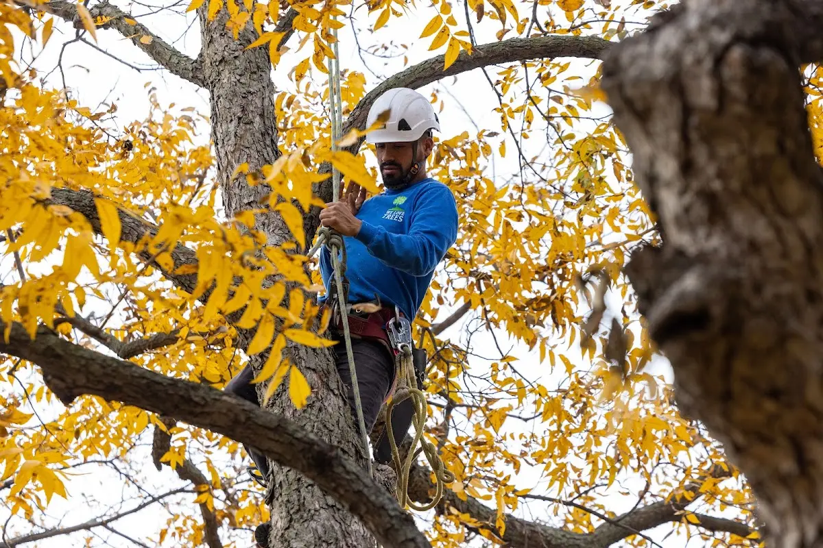 Skilled Tree Transplanting crew working in West Nottingham